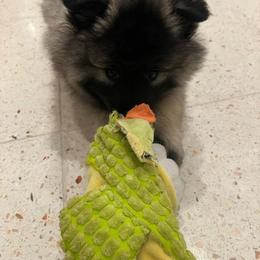Keeshond Puppies from Hocking Hills Keeshonds