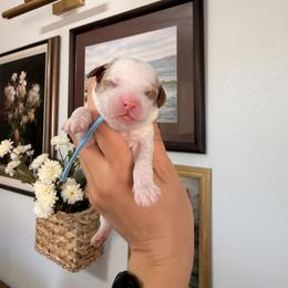 Baylee Blenheim Male 1 Blue Collar - Blenheim male Cavapoo puppy in Pleasant Grove, Utah from Destination Doodles