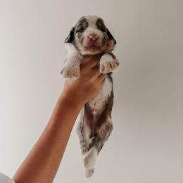 Denny - Blue merle and white male Sheepadoodle puppy in Wabash, Indiana from DOODCompany