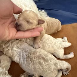 Buck - Apricot male Poodle puppy in Poth, Texas from Casa de Curls