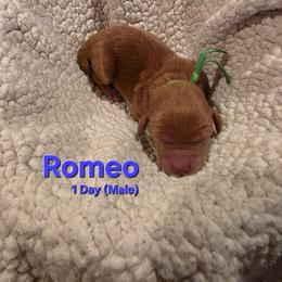 Romeo - Red male Labradoodle puppy in Genoa City, Wisconsin from Sakura Pups