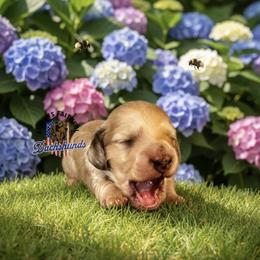 AFDs Gus - Cream male Dachshund puppy in Waverly, Ohio from Always Faithful Dachshunds