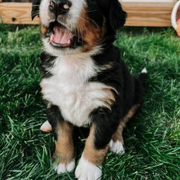 Bernese Mountain Dog Puppies from Pleasant Lake Bernedoodles & BMDs