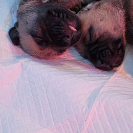 Bullmastiff Puppies from Sunny Beach Bullmastiffs