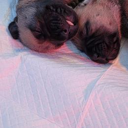Bullmastiff Puppies from Sunny Beach Bullmastiffs