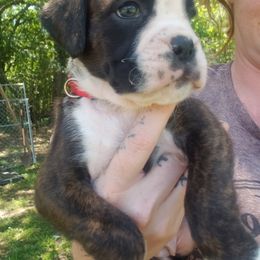 Boxer Puppies from SmashBox Kennel