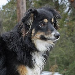 Jaycie - Australian Shepherd