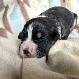 Girl 4-Black Tri - Black tri-color female Australian Shepherd puppy in Mayfield, Kentucky from Hamilton Farms