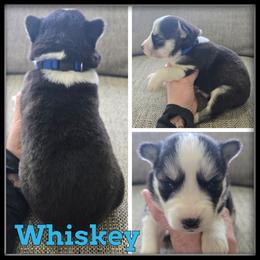 Whiskey - Black and white male Siberian Husky puppy in Wheeler, Michigan from Haase Family Kennels
