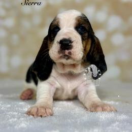 Sierra - Black white and brown female Basset Hound puppy in Dingess, West Virginia from Tuckers' Howling Hounds