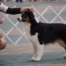 Australian Shepherd All Grown Up from Smokey Row Australian Shepherds