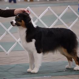 Australian Shepherd All Grown Up from Smokey Row Australian Shepherds