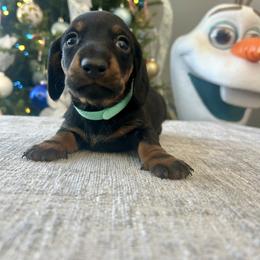 Raider - Black and tan male Dachshund puppy in Temecula, California from Naomi Magee's Dachshund Kennel