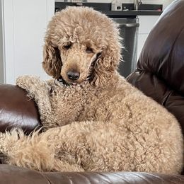 Poodles from Leaning Oak Kennels