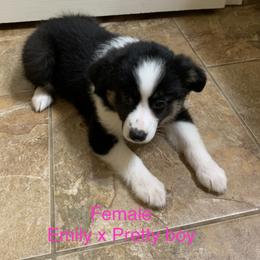 Miniature Australian Shepherd Puppies from Texas Miniature Aussies