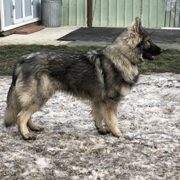 Rock - German Shepherd