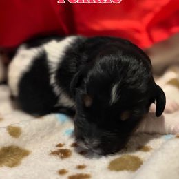 Bernedoodle Puppies from Goldhaly Peach Doodles