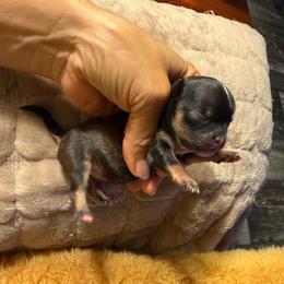 Fawn and tan male - Fawn male Chihuahua puppy in Summerfield, Florida from Uey’s Chihuahuas