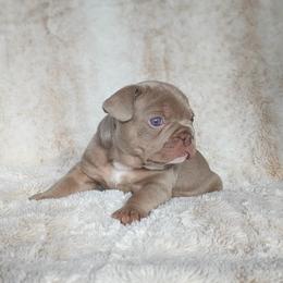 Orange Collar Boy - Blue male French Bulldog puppy in Melba, Idaho from Frost's Frenchies