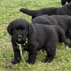 Male - male Golden Mountain Dog puppy in Tacoma, Washington from Canyon Meadows Farm