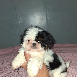Girl 1 - Black and white female Shih Tzu puppy in Birmingham, Alabama from K&D kennels