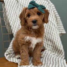 Green collar BONNIE - Apricot female Goldendoodle puppy in Salem, Utah from Aspen Doodles Utah