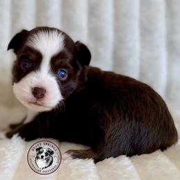 Angela - Red tri female Toy Australian Shepherd puppy in East Berlin, Pennsylvania from Dusty Spring Australian Shepherds, LLC