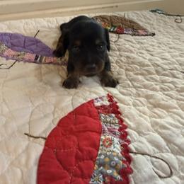 Boone - Black and tan male Dachshund puppy in Cabool, Missouri from Hidden Valley Farms