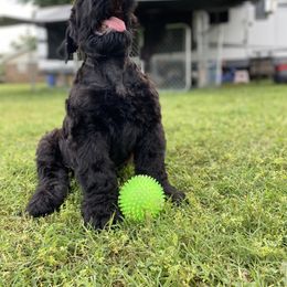 Affenpinscher and Black Russian Terrier Puppies from Ter’Avalon Kennel