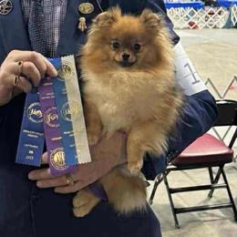 Jackeè - Pomeranian