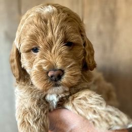 "Pearl-Zoey's 3rd Litter" Cavapoo and Goldendoodle Puppies from A2Z Doodles