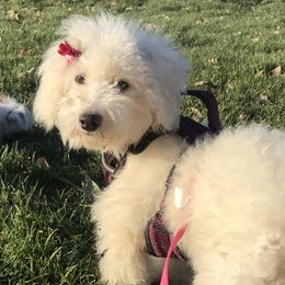 Catalina - Poodle