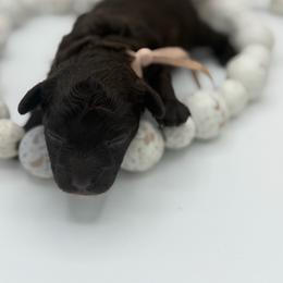 Godiva - Brown female Poodle puppy in Southampton, New Jersey from Lavishly Loved Pets LLC