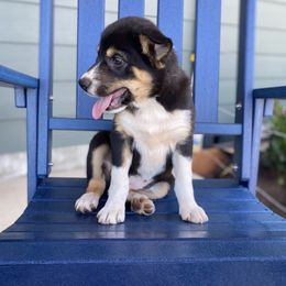 Willow - Tri-color female Border Collie puppy in Scio, Oregon from Fluffy Nugget Farm