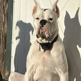 Boxers from Marilyn's Boxers