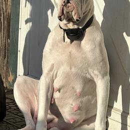 Boxers from Marilyn's Boxers