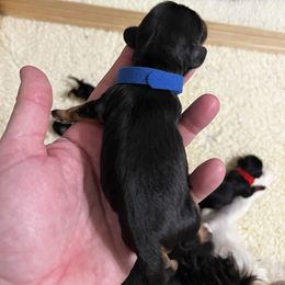 Gideon - Blue Boy - Black and tan male Cavalier King Charles Spaniel puppy in Little Rock, Arkansas from Montra Japanese Chin & Cavalier King Charles Spaniels