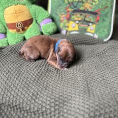 Leonardo - Merle male Whoodle puppy in Gladewater, Texas from Kalin’s K9s