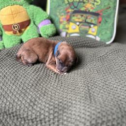 Leonardo - Merle male Whoodle puppy in Gladewater, Texas from Kalin’s K9s