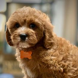 Sunny - Red male Cavapoo puppy in Palm Beach County, Florida from Benji’s Cockapoos