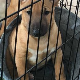 Miniature Bull Terrier Puppies from Tonka Miniature Bull Terriers