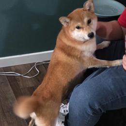 Mega - Red female Shiba Inu puppy in Denver, Colorado from Diamonds In The Ruff Boston Terriers