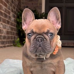 Sundae - Blue fawn female French Bulldog puppy in Willis, Texas from Grandiose Frenchies