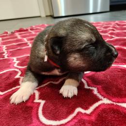 Boy 3 - male Siberian Husky puppy in Cedarville, Ohio from Evereve Kennels