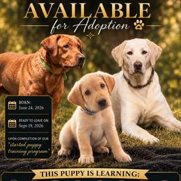 Third born - Yellow male Labrador Retriever puppy in Antwerp, Ohio from Clark’s Loyal Labradors
