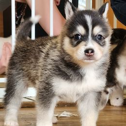 Lucian - Black and white male Pomsky puppy in Kennewick, Washington from Nebula Ranch Pomskies