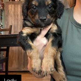 Aussiedoodle Puppies from Madeline Wendt