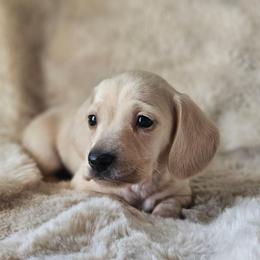 Green collar - Cream male Dachshund puppy in Pasco, Washington from Loyal Lil Dachshunds