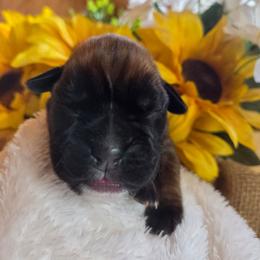 Yellow - Fawn female Boxer puppy in Marion, Montana from Serendipity's European Boxers
