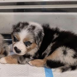 Rio - Blue merle male Australian Shepherd puppy in Solon, Maine from Mountain Range Australian Shepherds